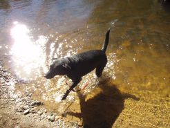 my cute dog in a river